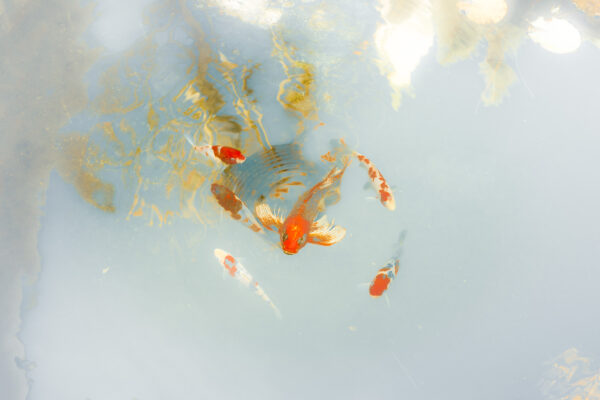  - Image 2 of 8