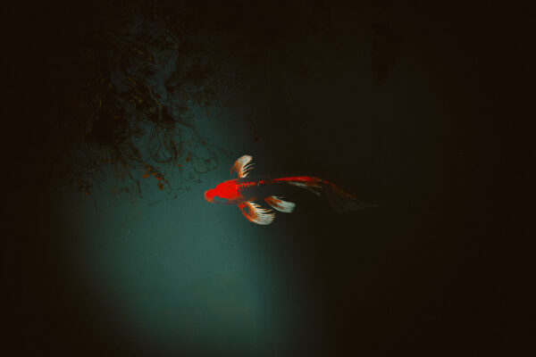  - Image 7 of 8