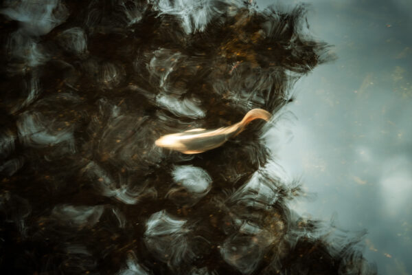  - Image 5 of 8