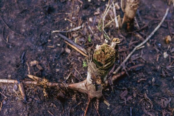  - Image 6 of 8