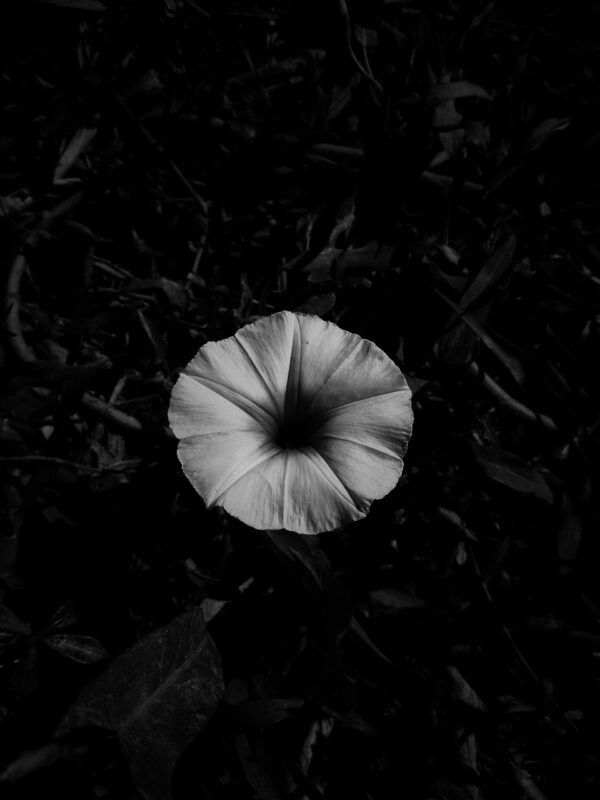  - Image 6 of 8