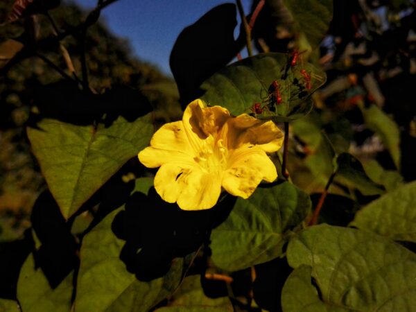  - Image 5 of 8