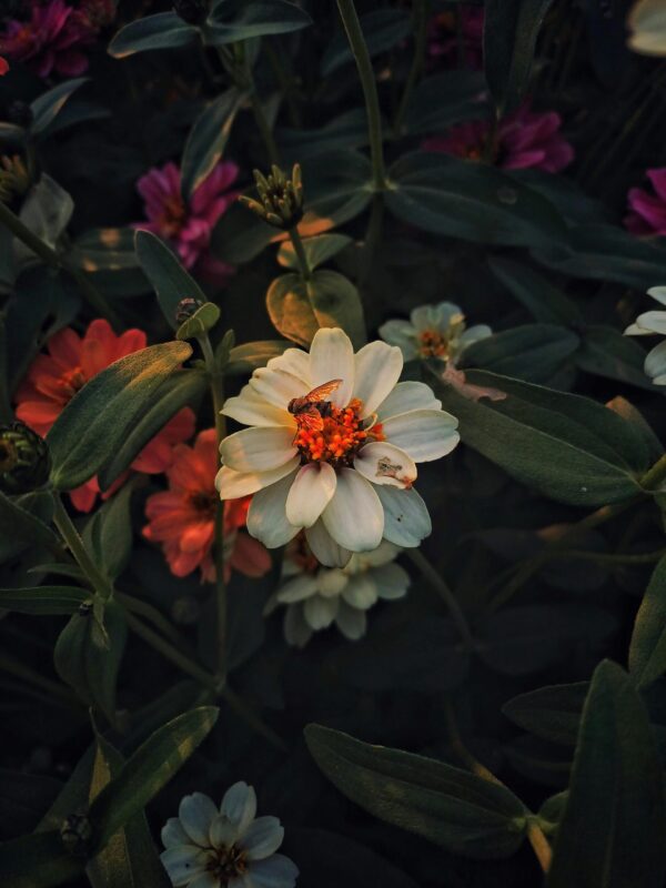  - Image 8 of 8