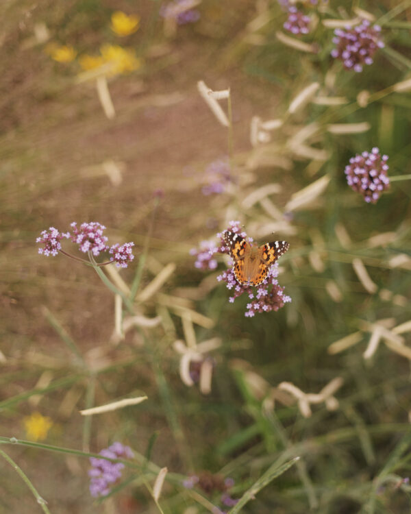  - Image 5 of 8