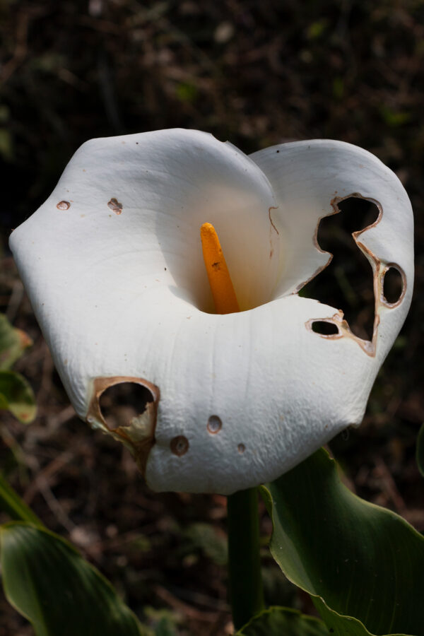  - Image 5 of 8