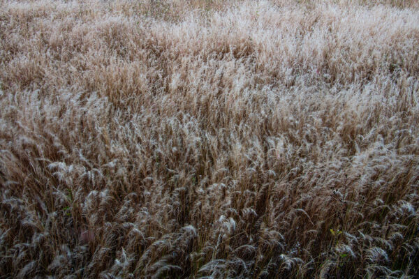  - Image 7 of 8