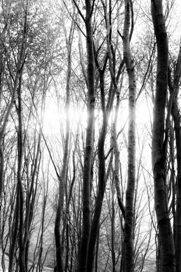  - Image 4 of 8