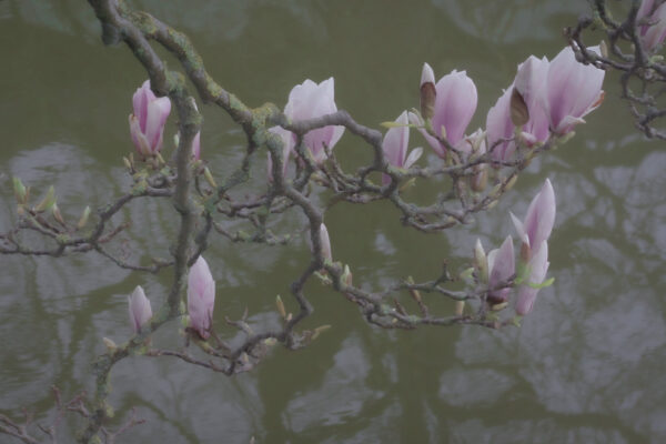  - Image 6 of 7