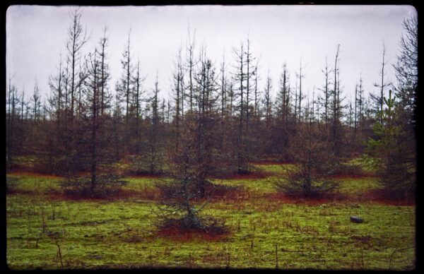 - Image 4 of 8