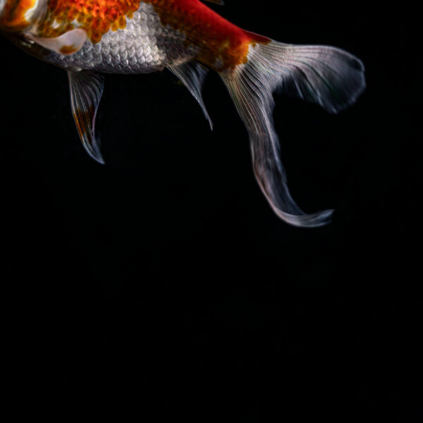  - Image 4 of 6