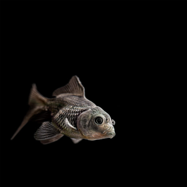  - Image 3 of 6