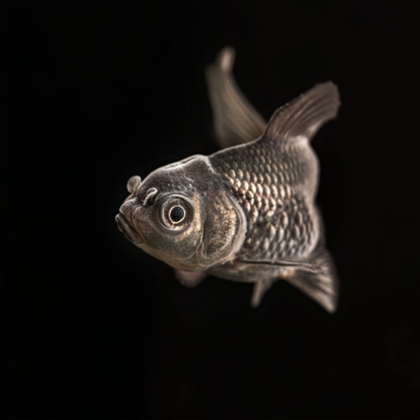  - Image 6 of 6