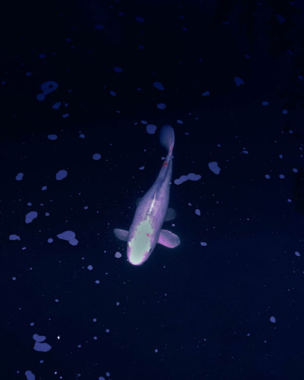  - Image 7 of 8