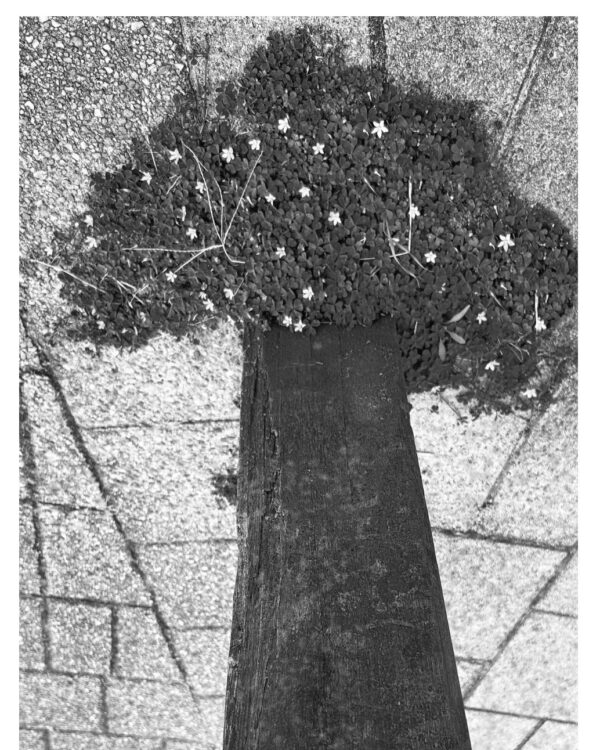  - Image 7 of 8