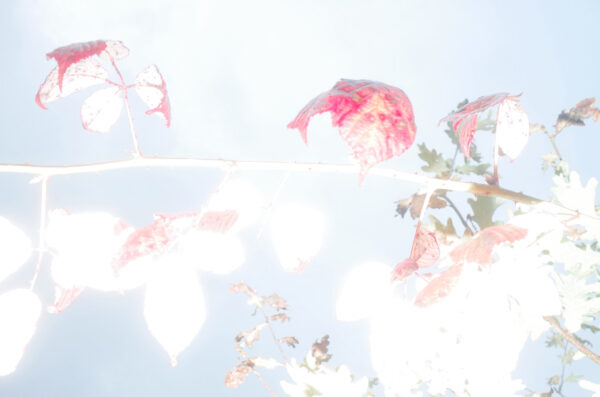  - Image 3 of 4