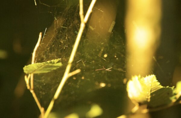  - Image 4 of 5