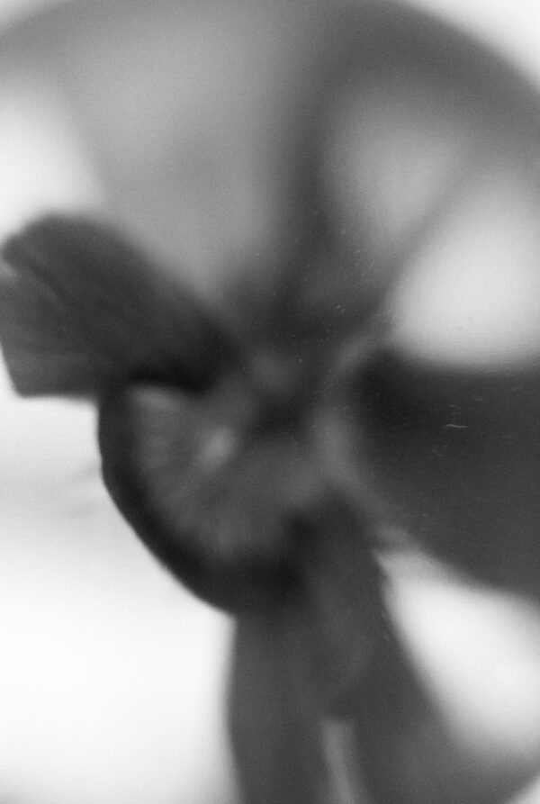  - Image 2 of 2