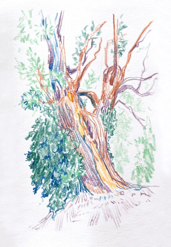  - Image 7 of 8