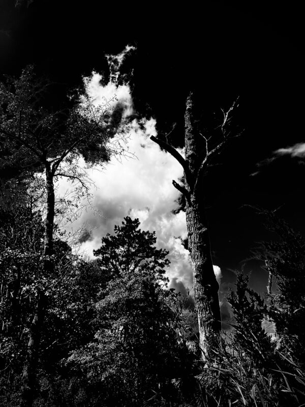  - Image 4 of 5