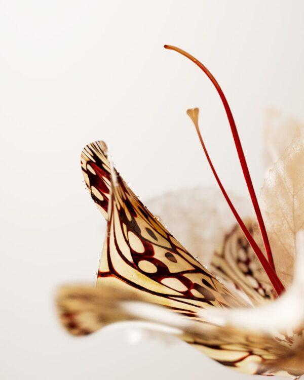  - Image 2 of 5