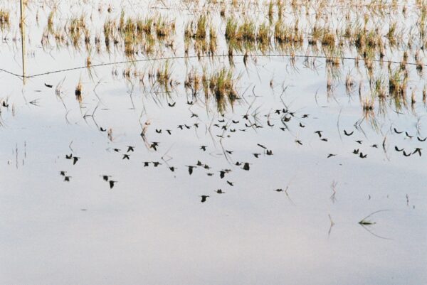  - Image 4 of 8