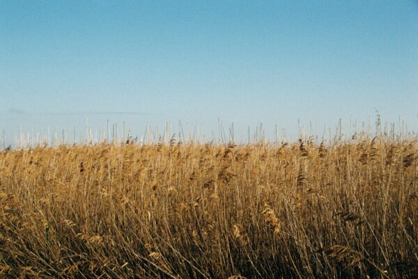  - Image 5 of 8