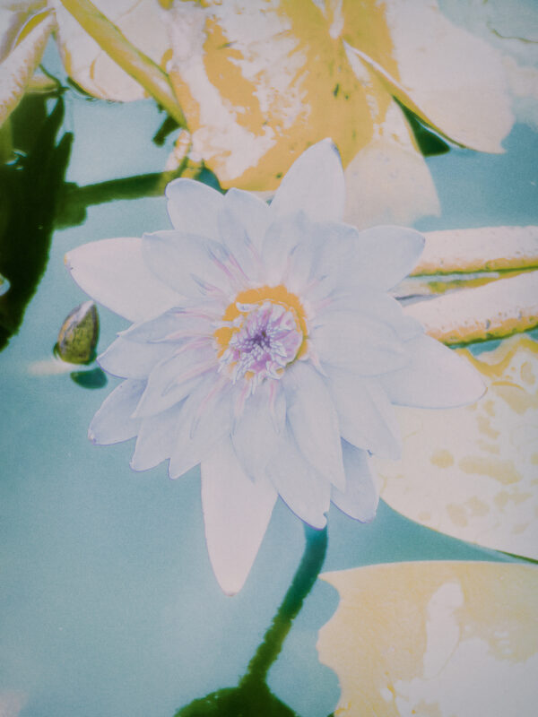  - Image 4 of 8
