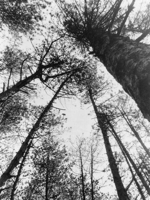  - Image 4 of 8