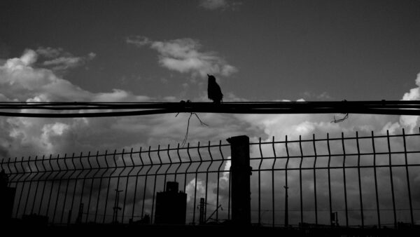  - Image 8 of 8