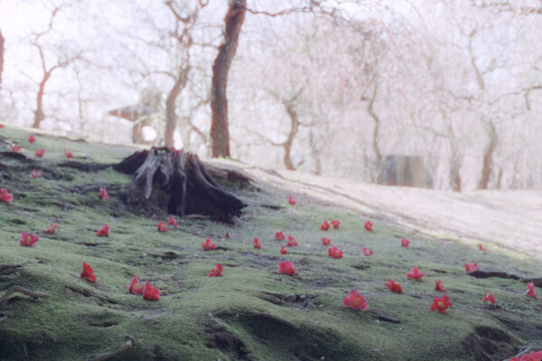  - Image 4 of 7