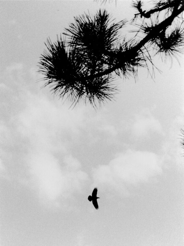  - Image 7 of 8