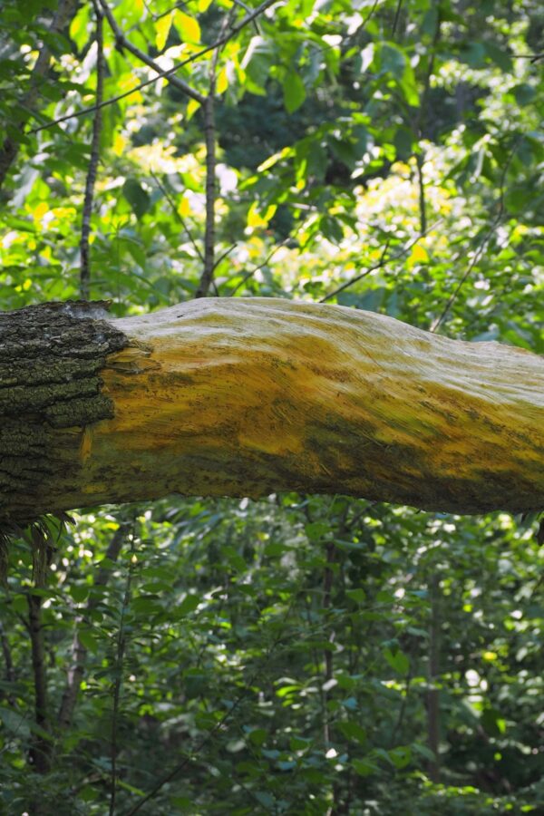  - Image 8 of 8