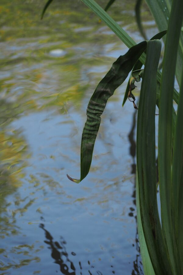  - Image 7 of 8