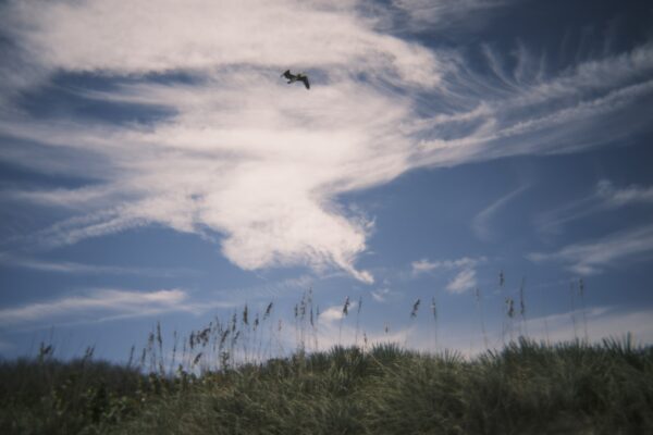  - Image 2 of 8