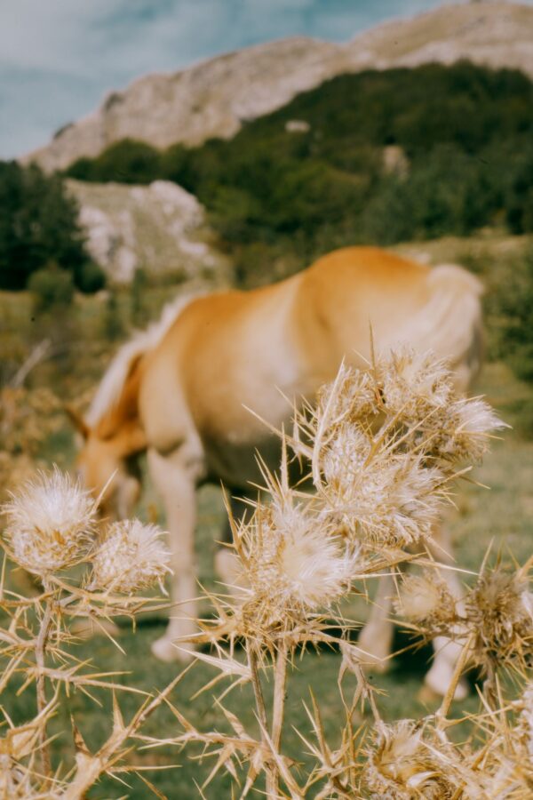  - Image 4 of 8