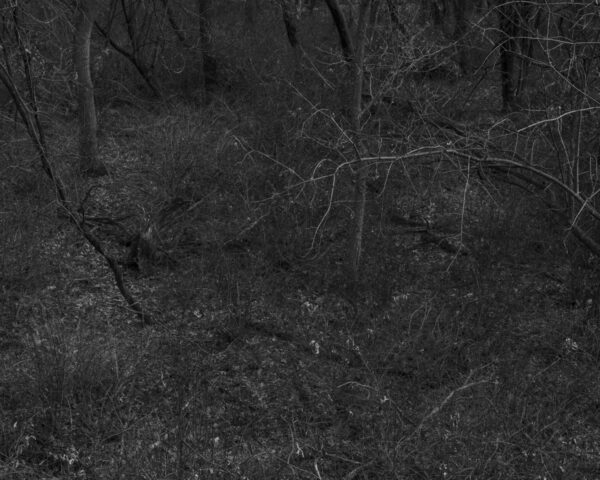  - Image 3 of 8
