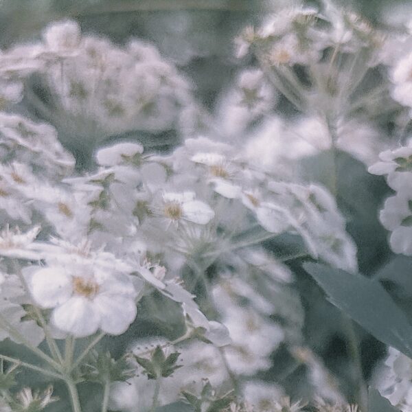  - Image 2 of 4
