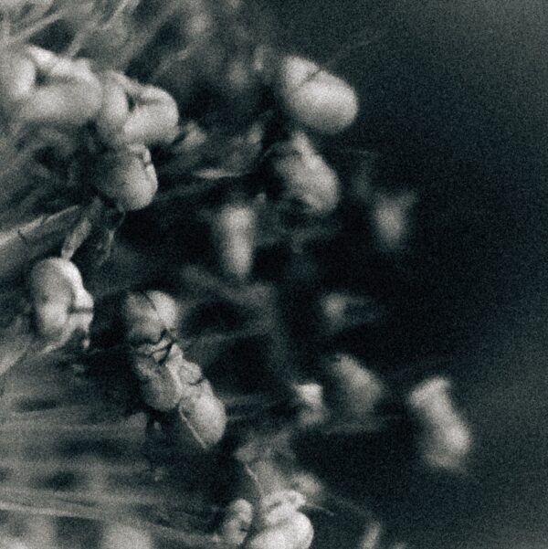  - Image 2 of 8