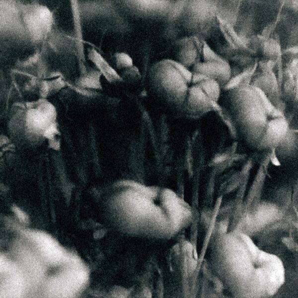  - Image 4 of 8