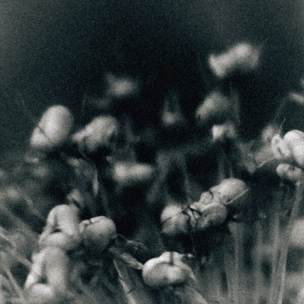  - Image 3 of 8